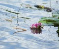 Joshofen Weiher